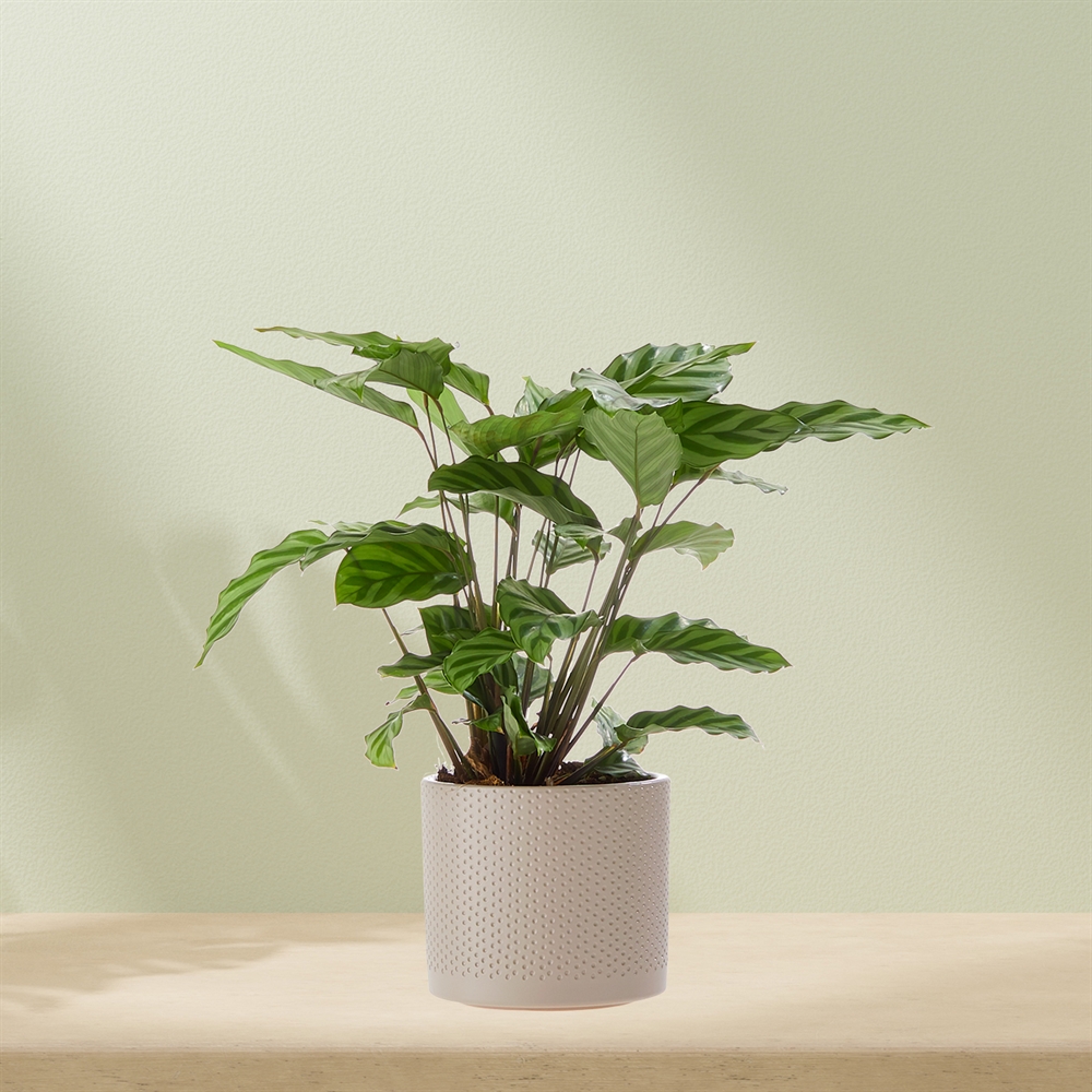 Calathea incl. pot